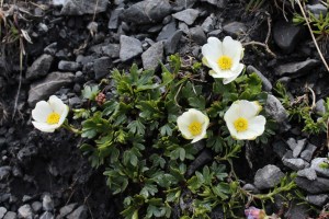 ranunculus glacialis(2) (1200 x 800).jpg